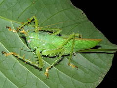 Panacanthus cuspidatus