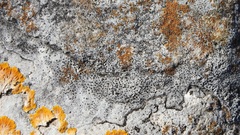 Bagliettoa calciseda