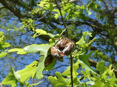 Melolontha melolontha