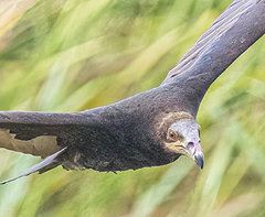 Cathartes burrovianus image