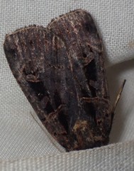 Pseudohermonassa tenuicula