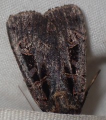 Pseudohermonassa tenuicula