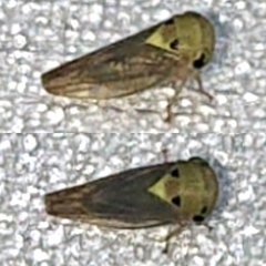 Idioscopus clypealis