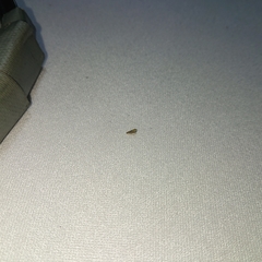 Idioscopus clypealis