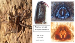 Trochosa terricola
