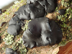 Exidia brunneola