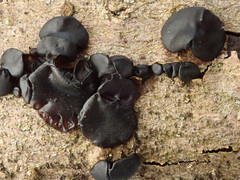 Exidia brunneola