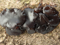 Exidia brunneola
