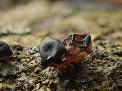 Exidia brunneola