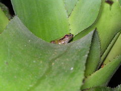 Pristimantis omeviridis