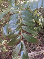 Simarouba