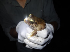 Craugastor laevissimus