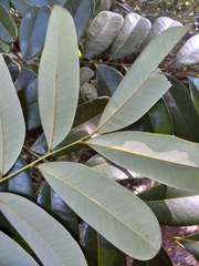 Simarouba