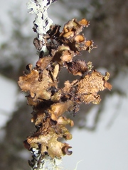 Tuckermanopsis americana