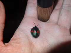 Cyrtonota