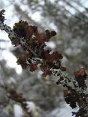 Tuckermanopsis americana