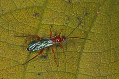 Pimpla marginella