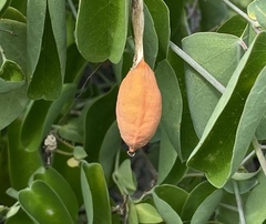 Passiflora subrotunda