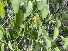 Passiflora subrotunda