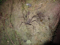 Paraphrynus emaciatus