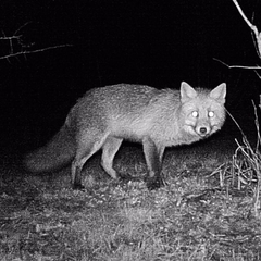 Vulpes vulpes vulpes