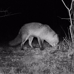 Vulpes vulpes vulpes