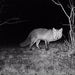 Vulpes vulpes vulpes