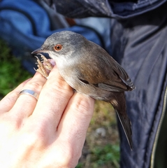 Curruca melanocephala