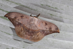 Oxytenis modestia