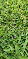 Grona triflora