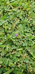 Grona triflora