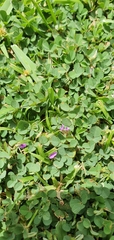 Grona triflora