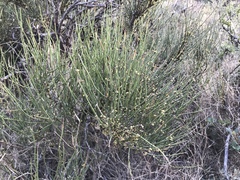 Ephedra trifurca