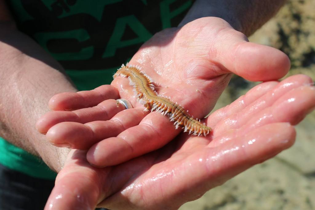 Photo of Bearded fireworm (Hermodice carunculata)