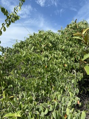 Passiflora subrotunda