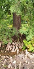 Taxodium distichum