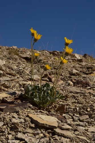 Enceliopsis nudicaulis (A.Gray) A.Nelson