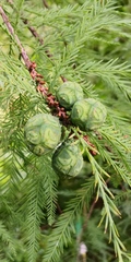 Taxodium distichum