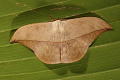 Oxytenis modestia