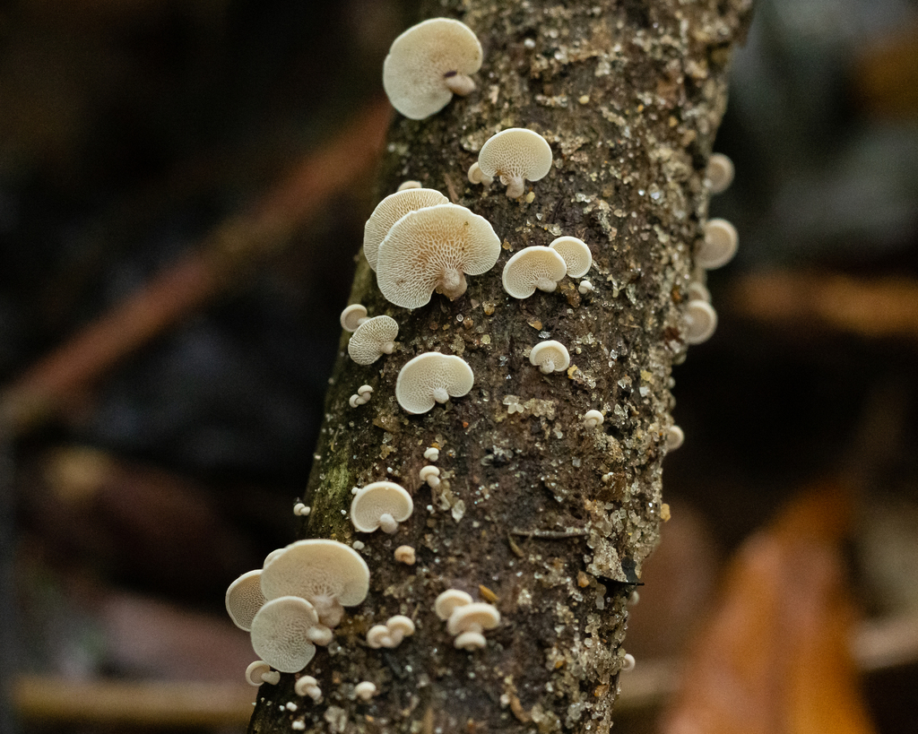 Panellus pusillus · February 2022 · photo: © deniszabin (iNaturalist, cc-by)
