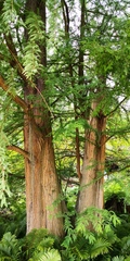 Taxodium distichum