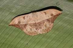 Oxytenis modestia