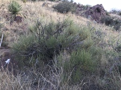 Ephedra trifurca