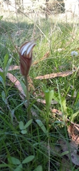 Pterostylis coccina