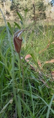 Pterostylis coccina