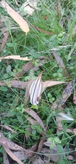 Pterostylis coccina
