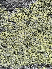 Rhizocarpon geographicum
