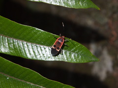 Physopelta gutta gutta