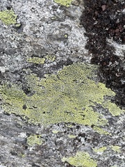 Rhizocarpon geographicum