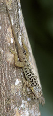 Anolis sabanus